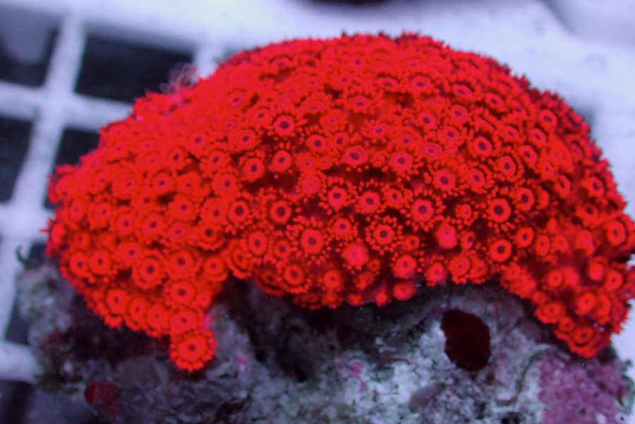 Blood Red Goniopora Coral