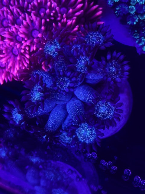 Blue Hornet Glitter Face Goniopora Coral