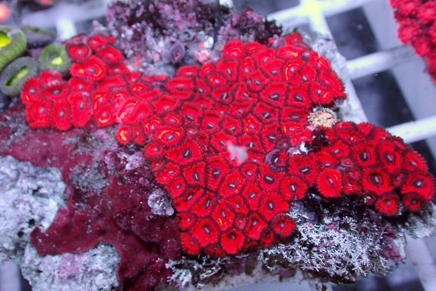CBA Blood Hound Zoas