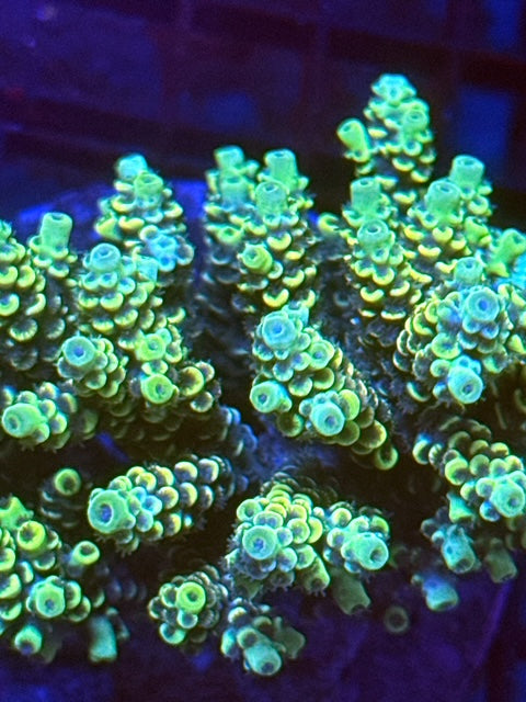 CBA Golddigger Acropora