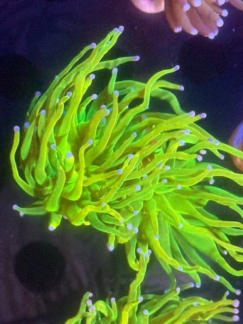 CBA Lime Holy Grail Torch