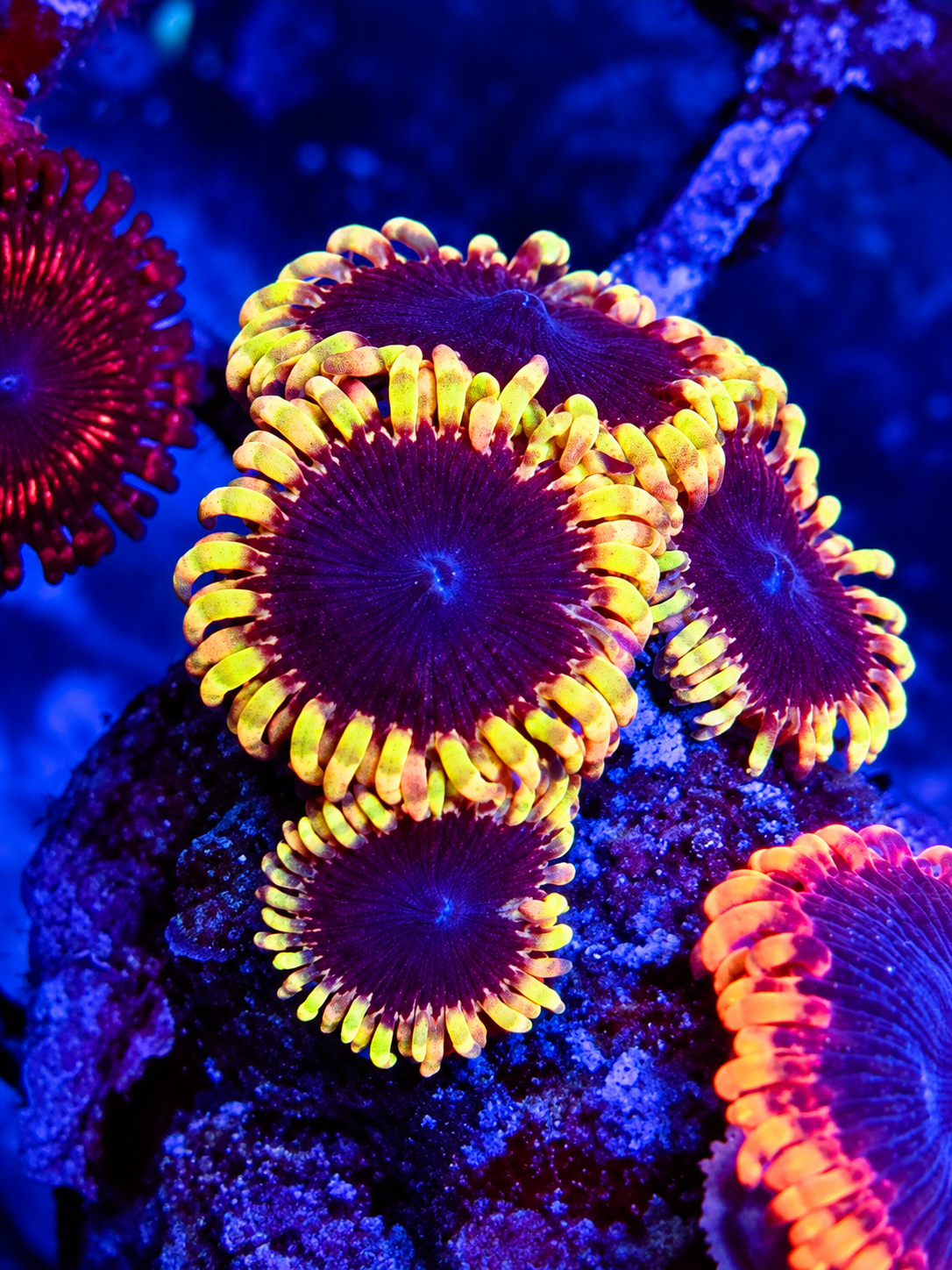 TSA Warp Drive Zoa