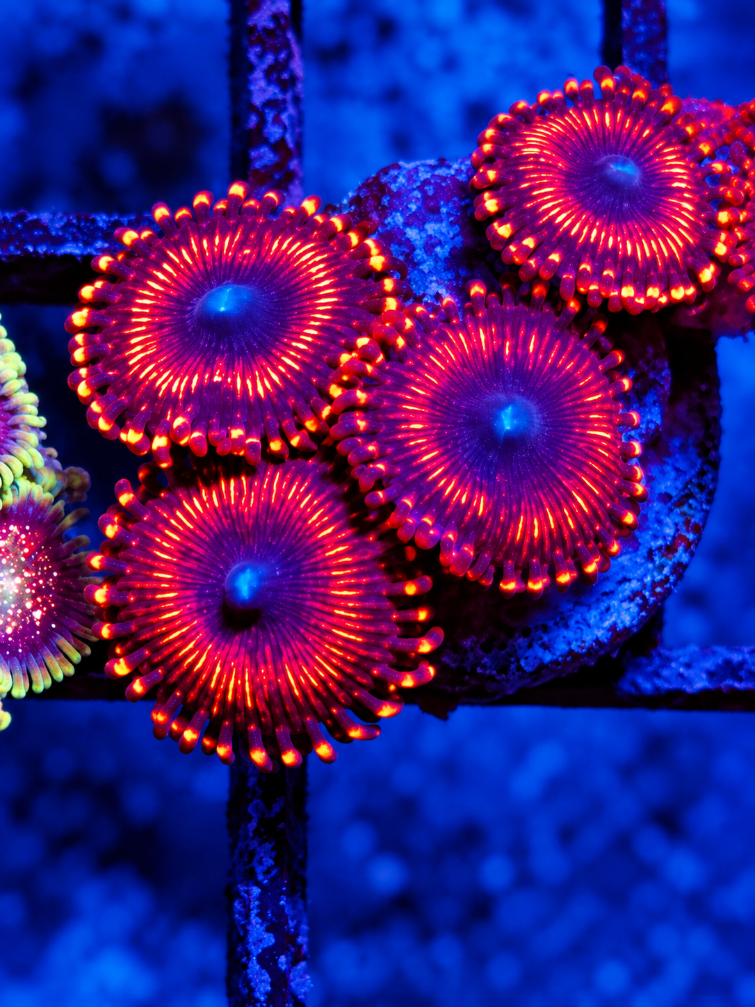 WWC Illuminati Zoa