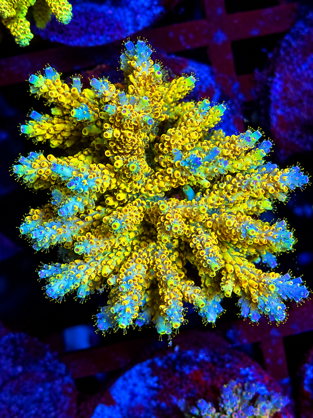 Pink Floyd SP Coral