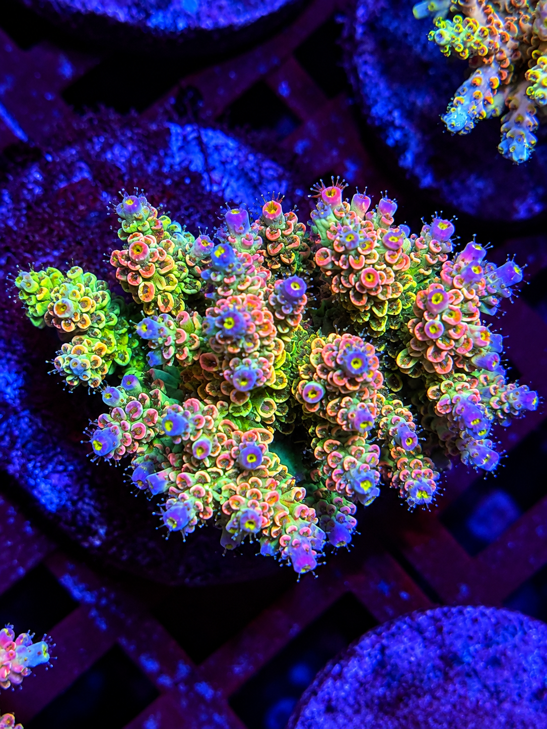 Janith Lan Fleur SPS Coral