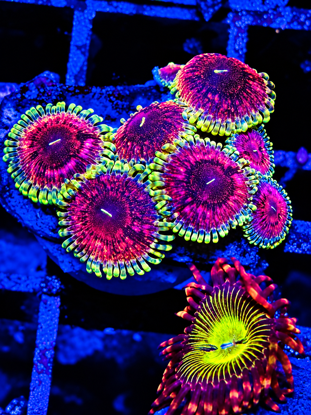Contraband Zoa - Brand new Variant