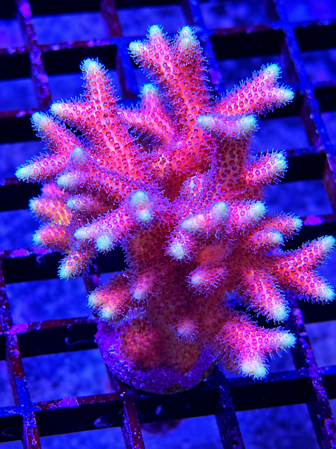 ORA Pink Birdnest Coral