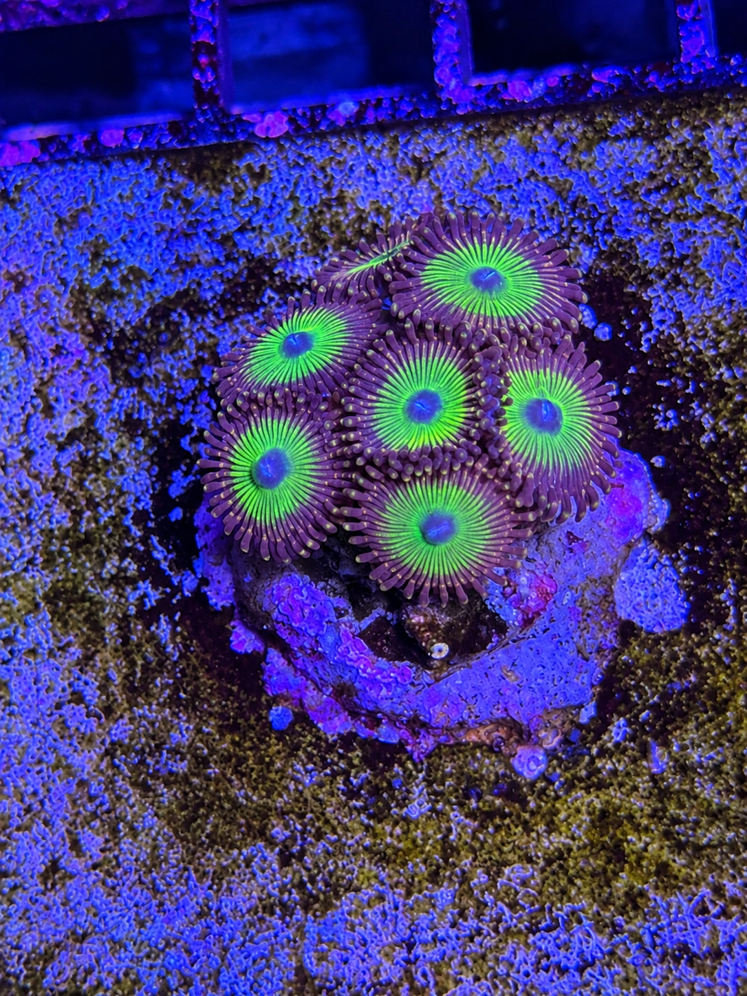 Candy Apple Green Zoa