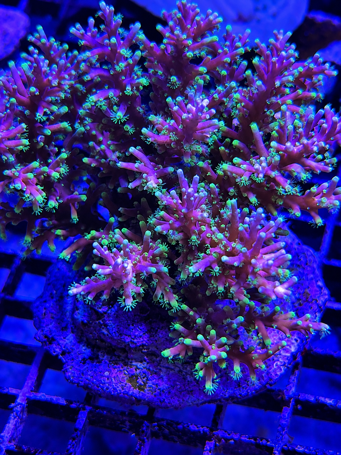 Purple Bonsai SPS Coral