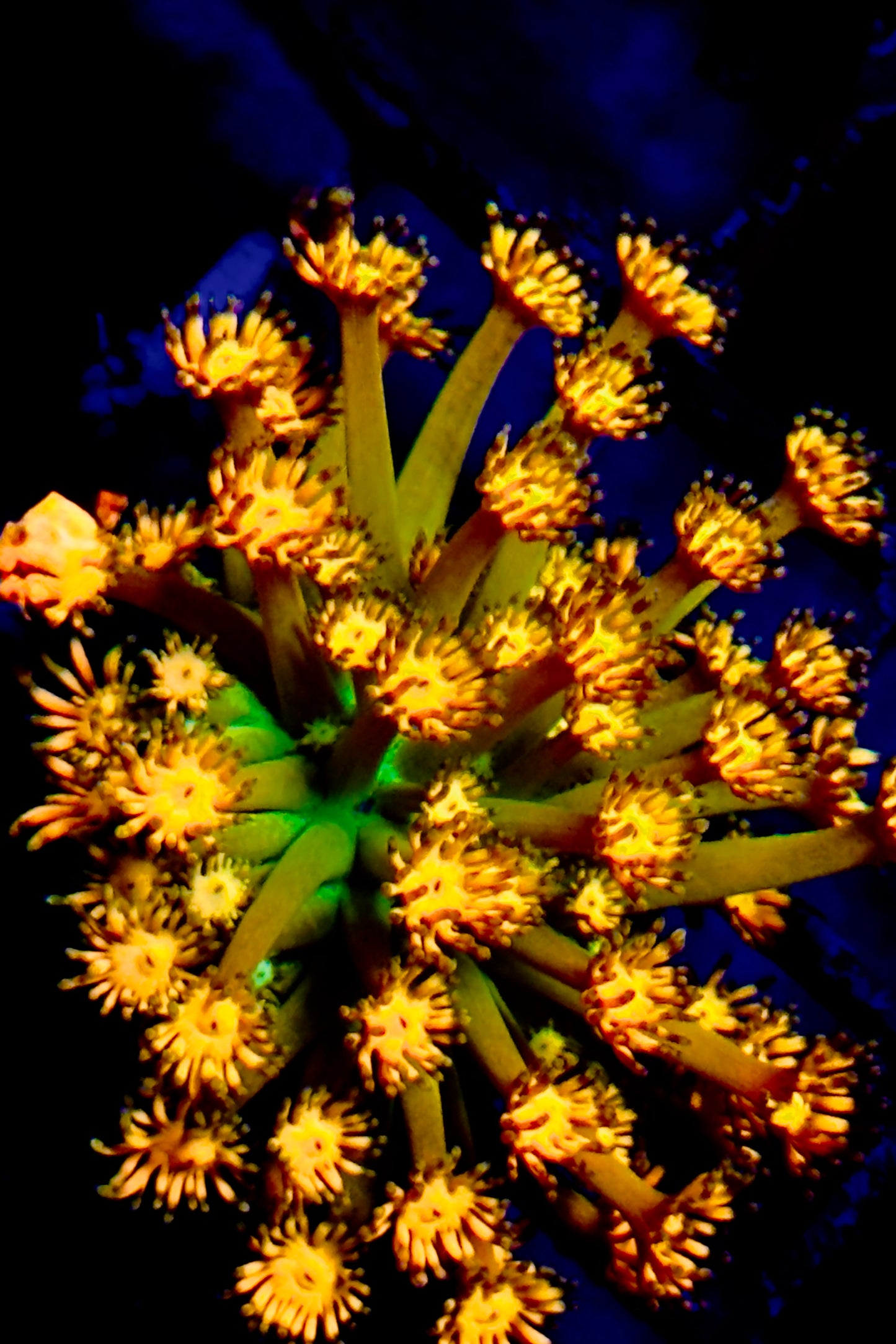 Grandmaster Goniopora