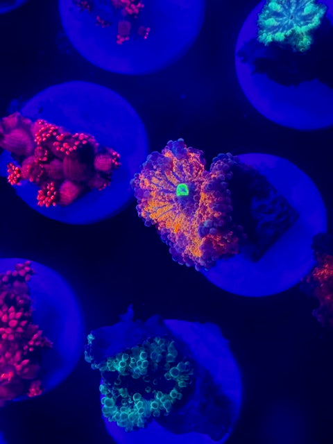 Garfield Yuma Ricordea