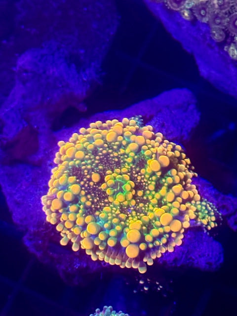 Godzilla Mushroom Coral