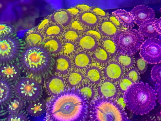 King Midas Zoa