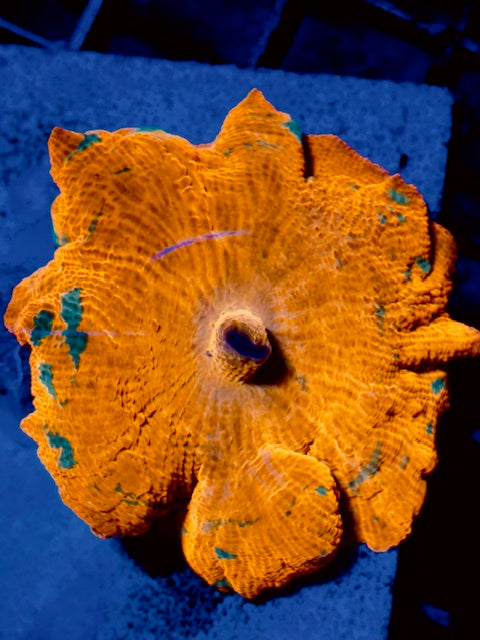 Candy Crush Mushroom Coral
