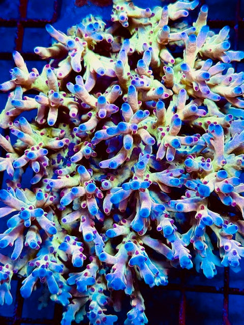 Jawdropper 2.0 SPS Coral