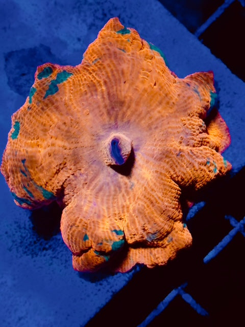 Candy Crush Mushroom Coral