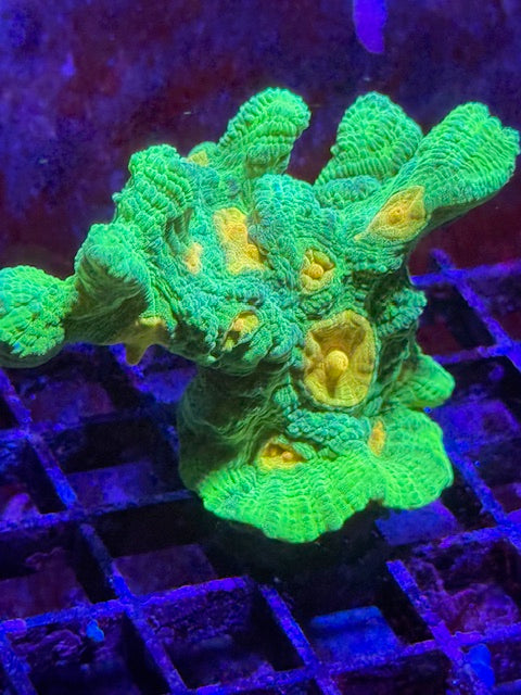 Space Invader Pectenia Plug
