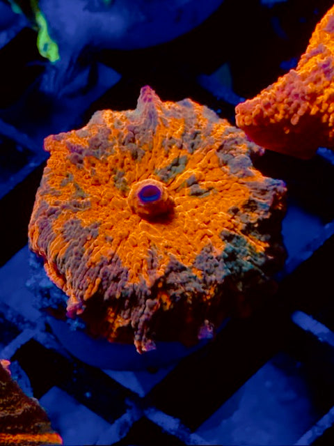 Deadpool Mushroom Coral