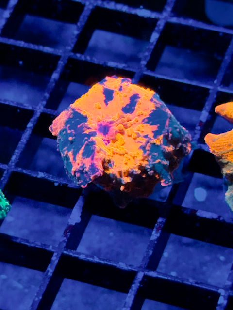 Deadpool Mushroom Coral
