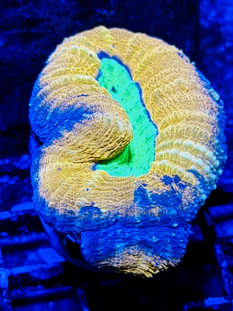 Blaze Ball Lobophyllia Plug - 03