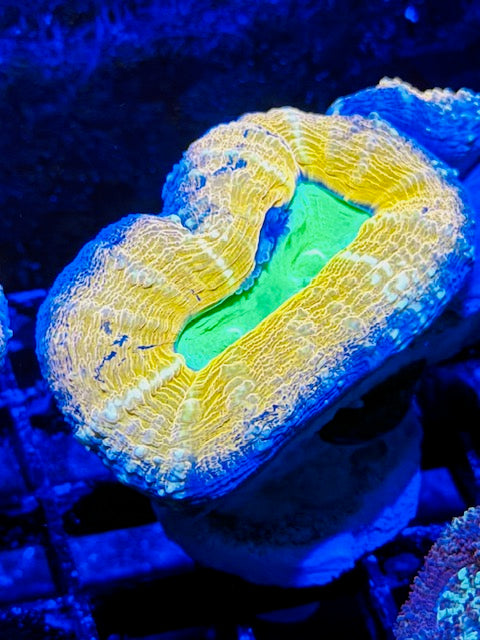 Blaze Ball Lobophyllia Plug - 02