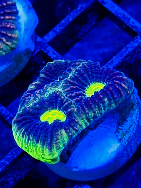 Dragon Soul Favites Plug 04