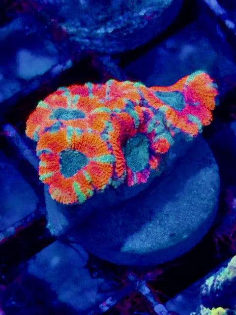 Watermelon Acan Plug 02