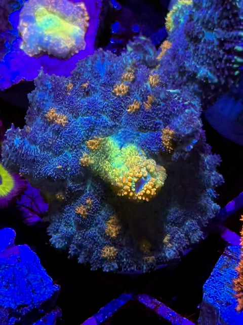 CBA Gold Rush Mushroom Coral