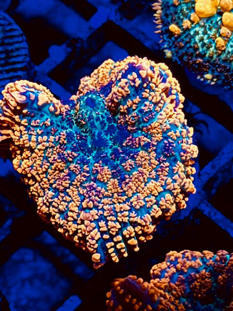 Molten Lava Mushroom Coral