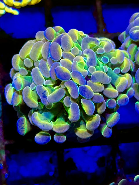 True Hologram Hammer Coral - Single Heads