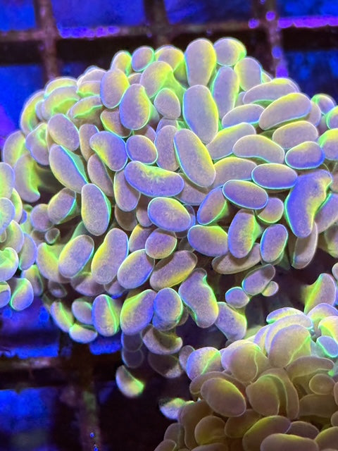 True Hologram Hammer Coral - Single Head