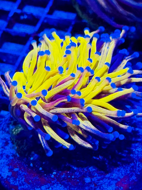 OG Tiger Torch Coral