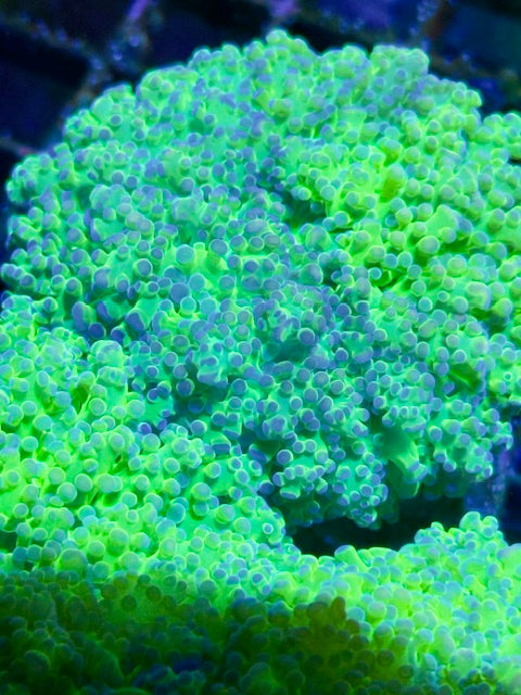 Malaysian Thin Noodle Frogspawn Coral
