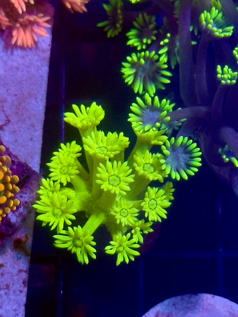 Lemon Peel Goniopora