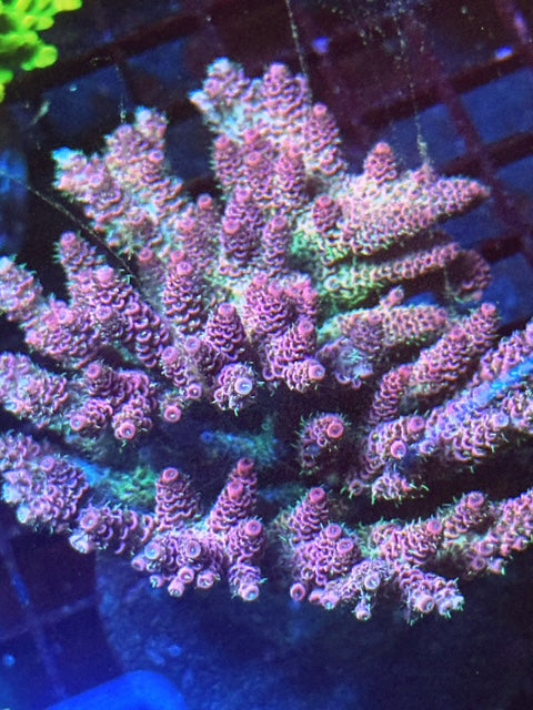 CBA Pink Whitney Acropora