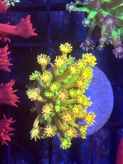 Euphoria Goniopora Coral