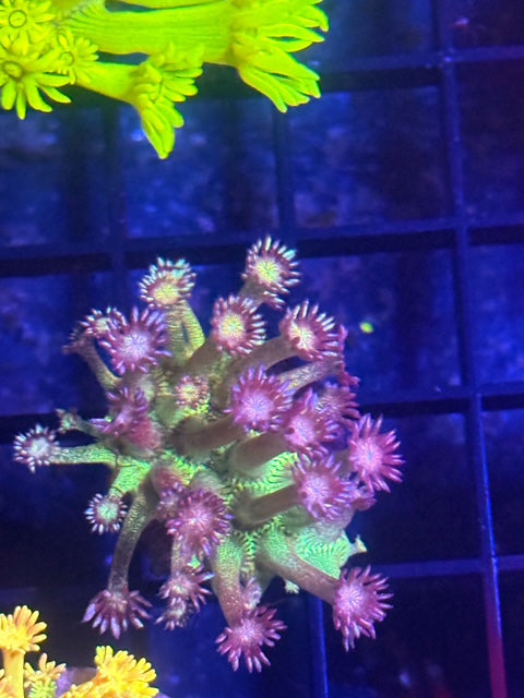 Green Glitter Goniopora