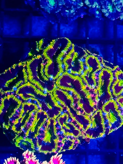 Aussie Green Goblin on Fire Acan