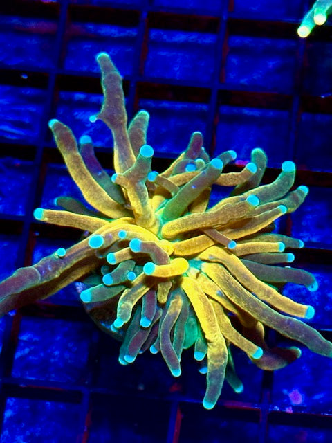 Tiger Torch Coral