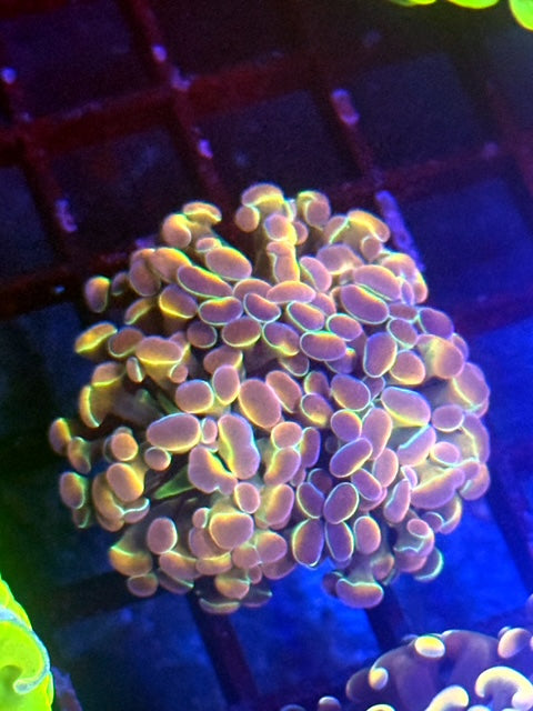 True Hologram Hammer Coral