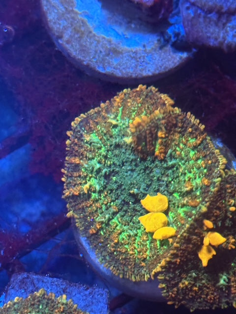 Bone Head Bounce Mushroom