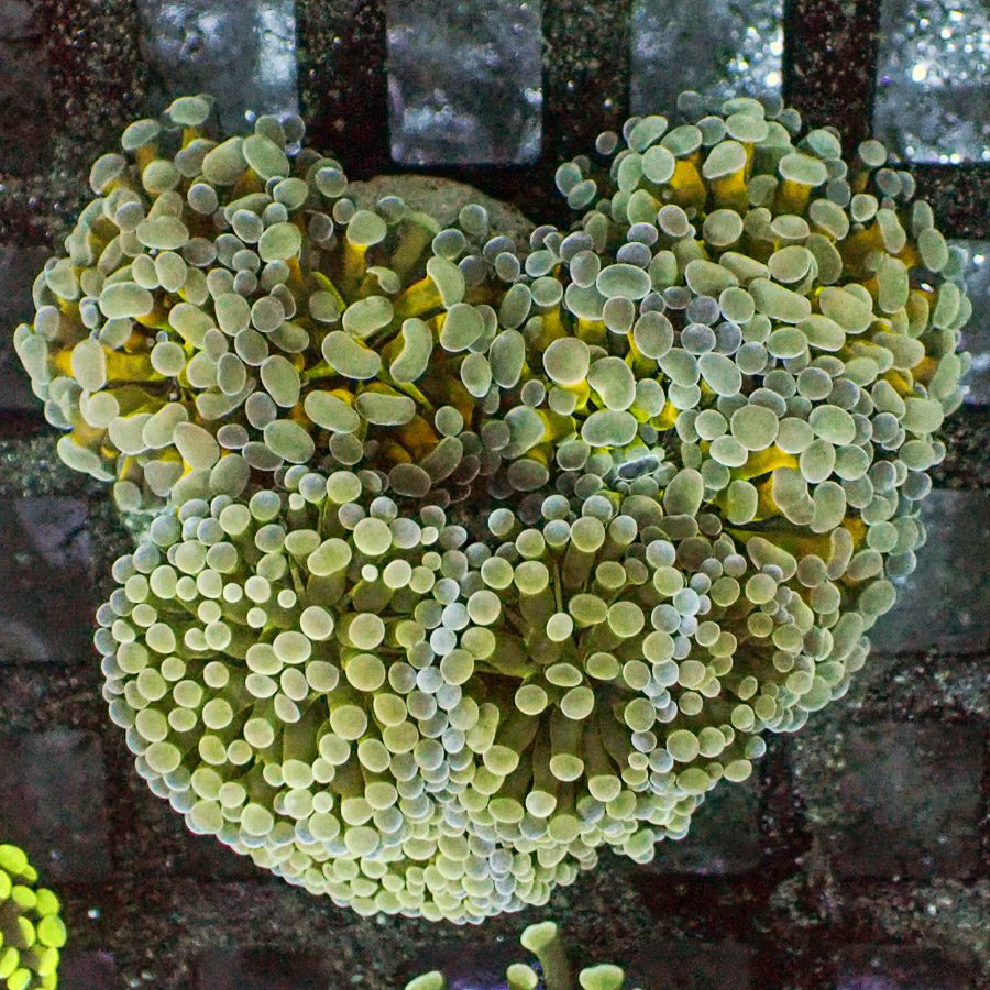 LA Lakers Branching Hammer Coral