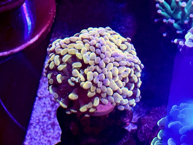 Sky Blue Gold Branching Hammer Coral