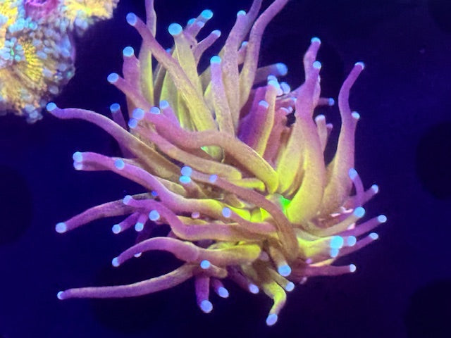 Tiger Torch Coral
