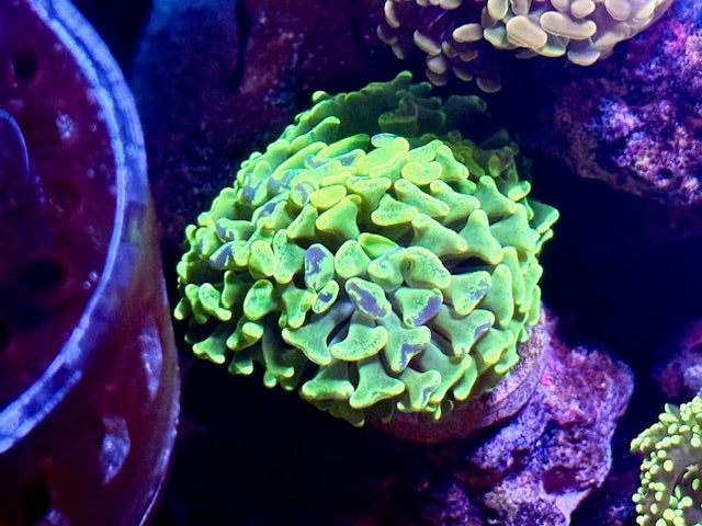 Toxic Splatter Canary Hammer Coral