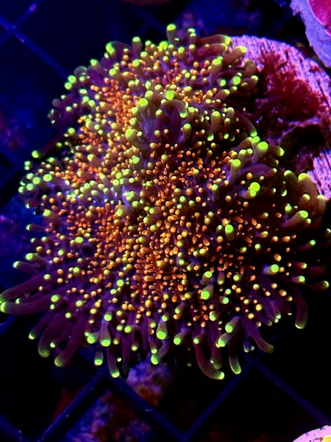 CBA Ultimate Space Monster Malaysian Yuma - Collector Piece!