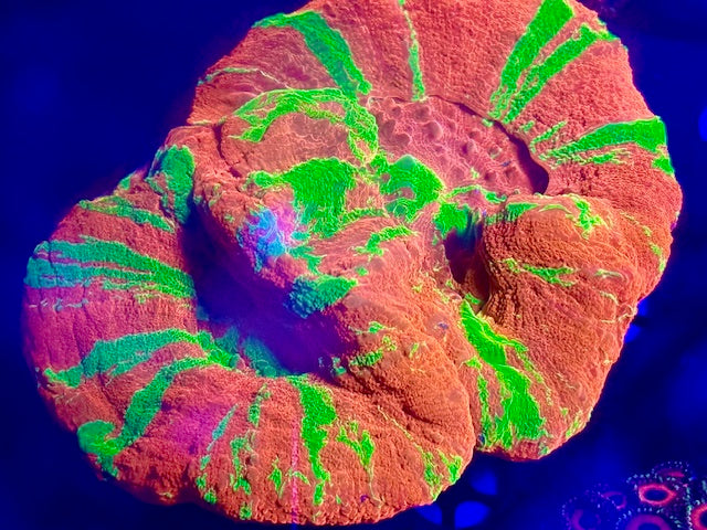 Ultra Grade Ultimate Reverse Bleeding Scolymia