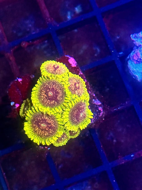 Golden Leopards Zoa