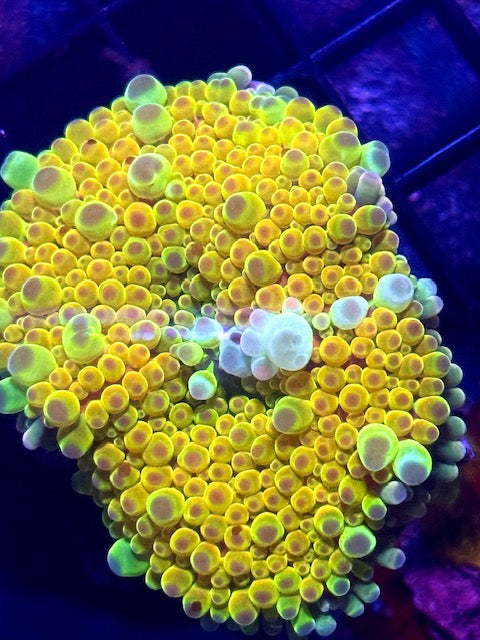 Malaysian Lemon Peel Yuma Mushroom - Collector Piece