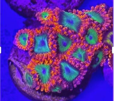 Electric Oompa Loompa Zoas
